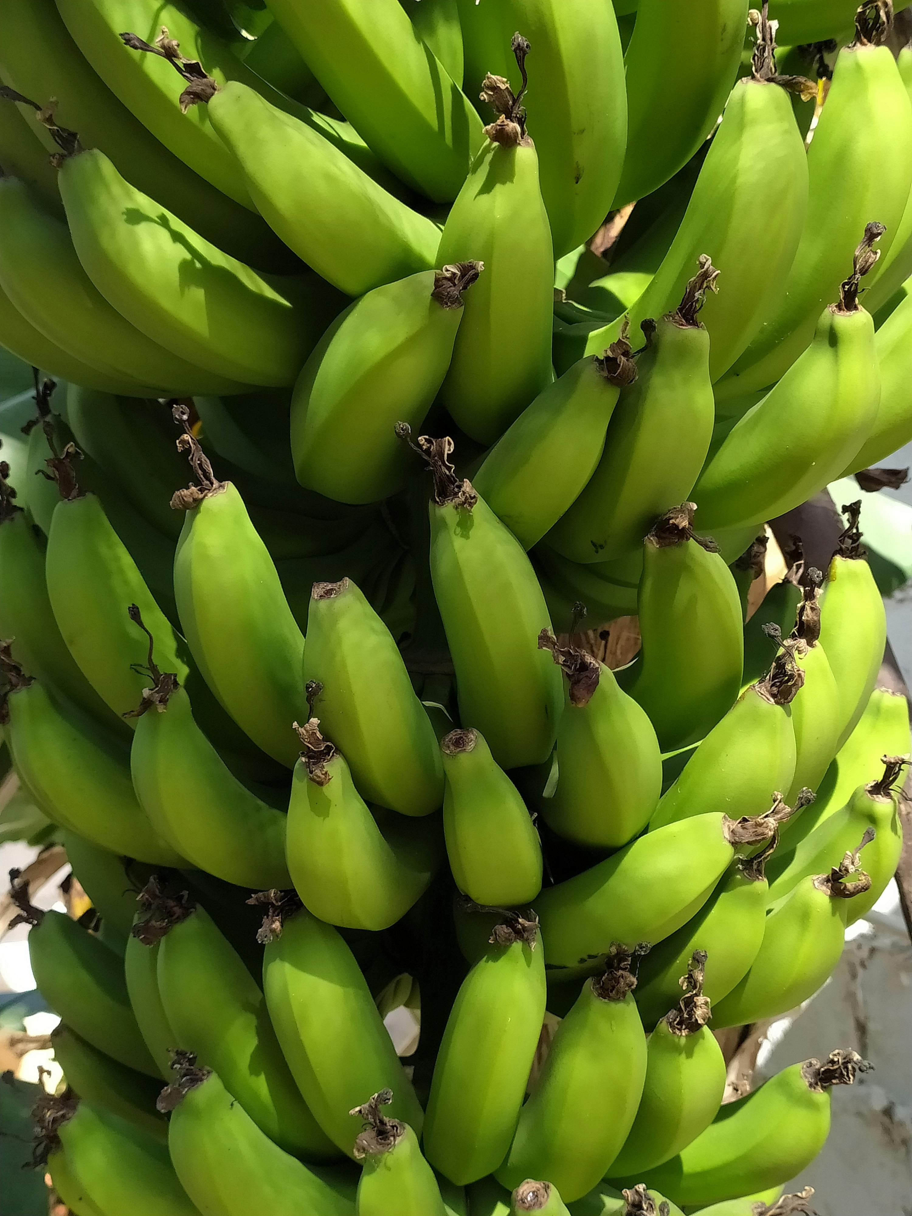 Cavendish Banana