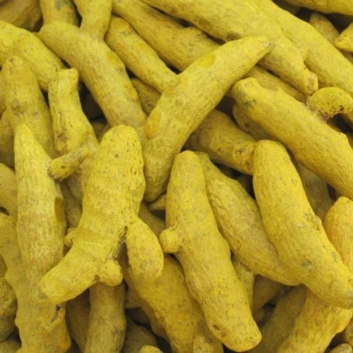 Rajapuri Turmeric